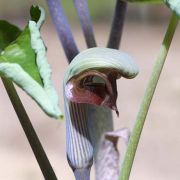 Image of Arisaema ringens  (Thunb.) Schott.