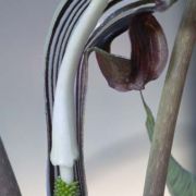 Image of Arisaema ringens  (Thunb.) Schott.