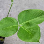 Image of Arisaema rostratum  V.D.Nguyen & P.C.Boyce .