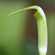 Image of Arisaema rostratum  V.D.Nguyen & P.C.Boyce .