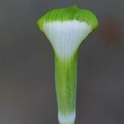 Image of Arisaema rostratum  V.D.Nguyen & P.C.Boyce .