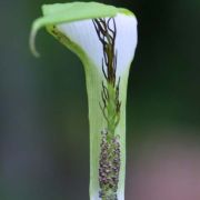 Image of Arisaema rostratum  V.D.Nguyen & P.C.Boyce .