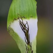 Image of Arisaema rostratum  V.D.Nguyen & P.C.Boyce .