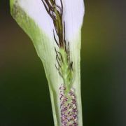 Image of Arisaema rostratum  V.D.Nguyen & P.C.Boyce .