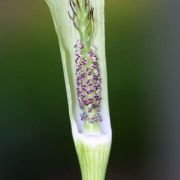 Image of Arisaema rostratum  V.D.Nguyen & P.C.Boyce .