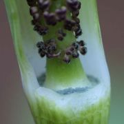 Image of Arisaema rostratum  V.D.Nguyen & P.C.Boyce .