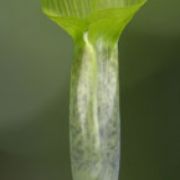 Image of Arisaema roxburghii  Kunth.