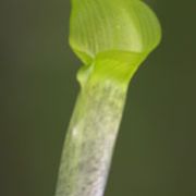 Image of Arisaema roxburghii  Kunth.