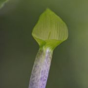 Image of Arisaema roxburghii  Kunth.