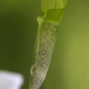 Image of Arisaema roxburghii  Kunth.