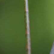 Image of Arisaema roxburghii  Kunth.