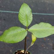 Image of Arisaema roxburghii  Kunth.