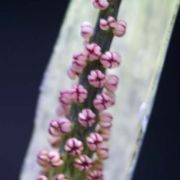 Image of Arisaema roxburghii  Kunth.