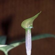 Image of Arisaema roxburghii  Kunth.