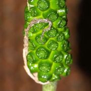 Image of Arisaema roxburghii  Kunth.