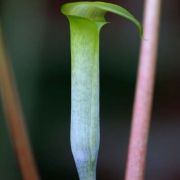 Image of Arisaema roxburghii  Kunth.