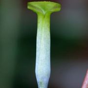 Image of Arisaema roxburghii  Kunth.