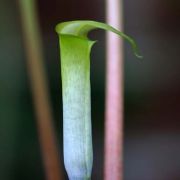 Image of Arisaema roxburghii  Kunth.