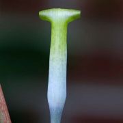 Image of Arisaema roxburghii  Kunth.