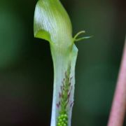 Image of Arisaema roxburghii  Kunth.