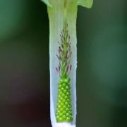 Image of Arisaema roxburghii  Kunth.