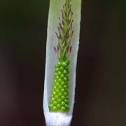 Image of Arisaema roxburghii  Kunth.