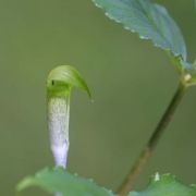 Image of Arisaema roxburghii  Kunth.