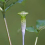 Image of Arisaema roxburghii  Kunth.