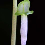 Image of Arisaema roxburghii  Kunth.