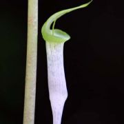 Image of Arisaema roxburghii  Kunth.