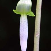 Image of Arisaema roxburghii  Kunth.