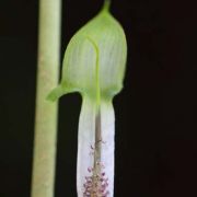 Image of Arisaema roxburghii  Kunth.