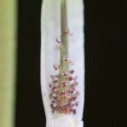 Image of Arisaema roxburghii  Kunth.