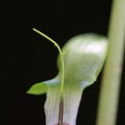 Image of Arisaema roxburghii  Kunth.