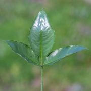 Image of Arisaema roxburghii  Kunth.