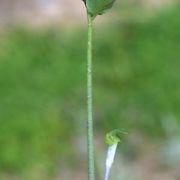 Image of Arisaema roxburghii  Kunth.