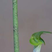 Image of Arisaema roxburghii  Kunth.