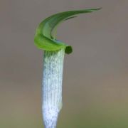 Image of Arisaema roxburghii  Kunth.