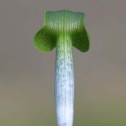 Image of Arisaema roxburghii  Kunth.