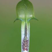 Image of Arisaema roxburghii  Kunth.