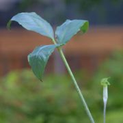 Image of Arisaema roxburghii  Kunth.