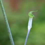 Image of Arisaema roxburghii  Kunth.