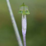 Image of Arisaema roxburghii  Kunth.