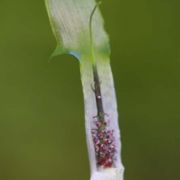 Image of Arisaema roxburghii  Kunth.