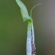 Image of Arisaema roxburghii  Kunth.