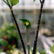 Image of Arisaema roxburghii  Kunth.