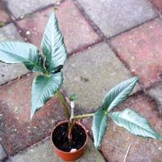 Image of Arisaema roxburghii  Kunth.