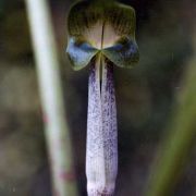 Image of Arisaema roxburghii  Kunth.