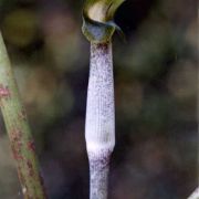 Image of Arisaema roxburghii  Kunth.