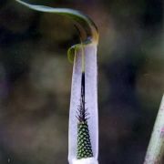 Image of Arisaema roxburghii  Kunth.